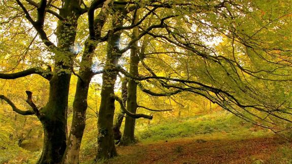 Una visita al hayedo de Esles como plan para el domingo