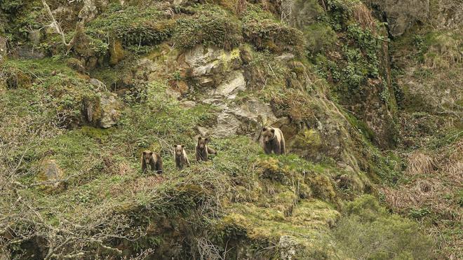 Veinticinco años al rescate del oso