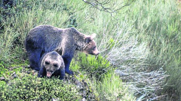 Los osos bajan hasta Potes en busca de cerezas